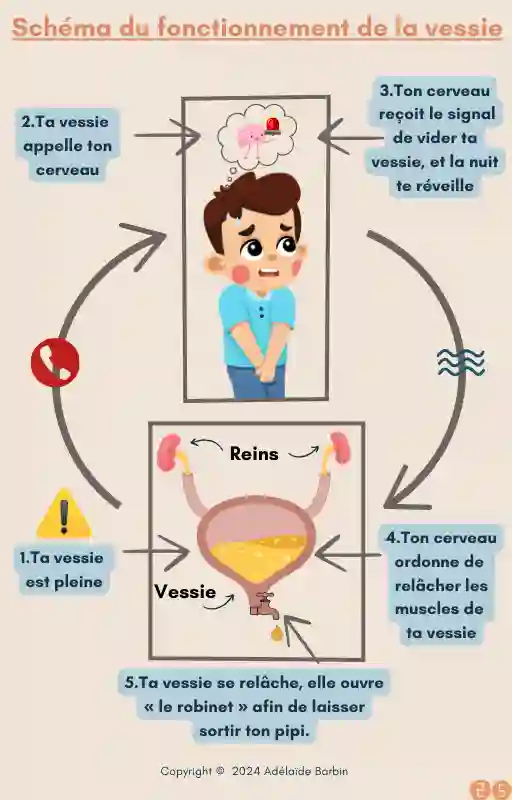 Pack Thérapeutique Enurésie ( pipi au lit ) – Image 3